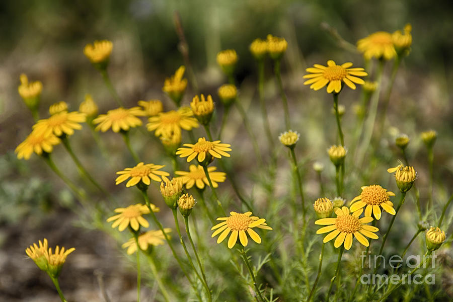 Texas Wildflowers V3 Photograph by Douglas Barnard