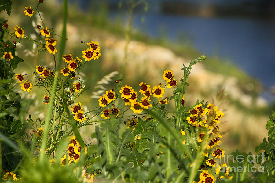 Texas Wildflowers V7 Photograph by Douglas Barnard
