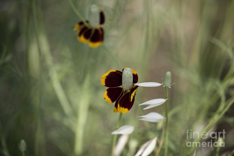 Texas Wildflowers V8 Photograph by Douglas Barnard