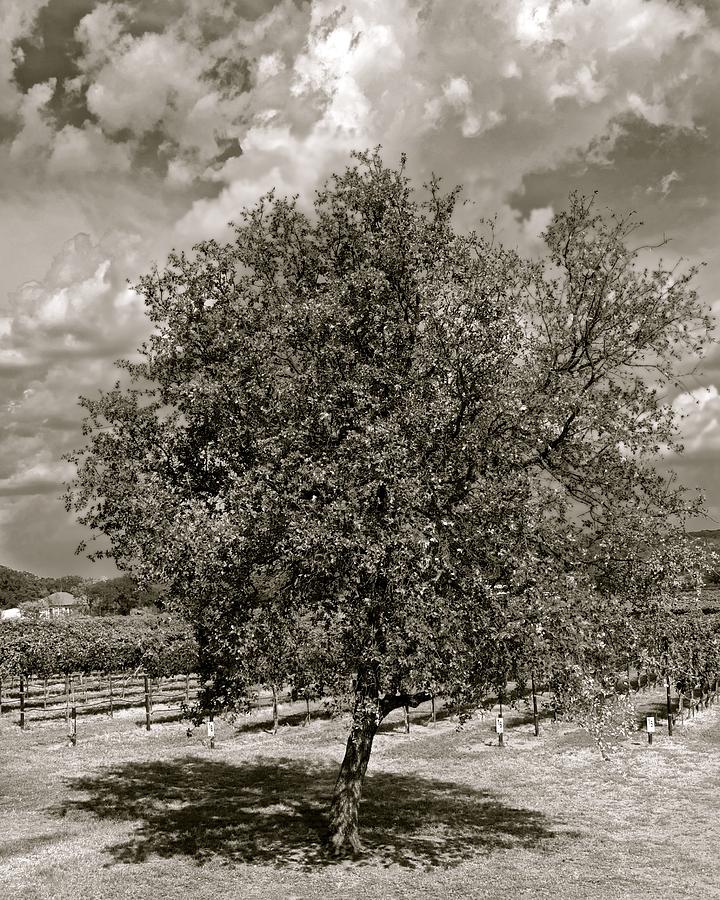 Texas Winery Tree and Vineyard Photograph by Kristina Deane