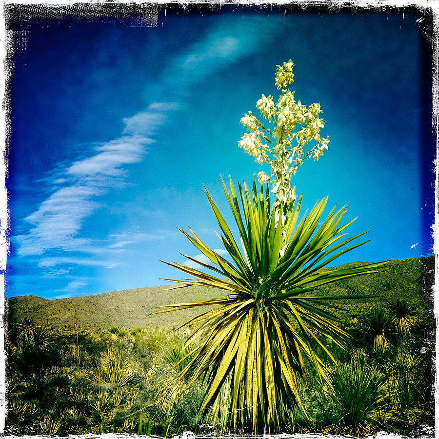 Texas Yucca and Clouds Photograph by Randy Green