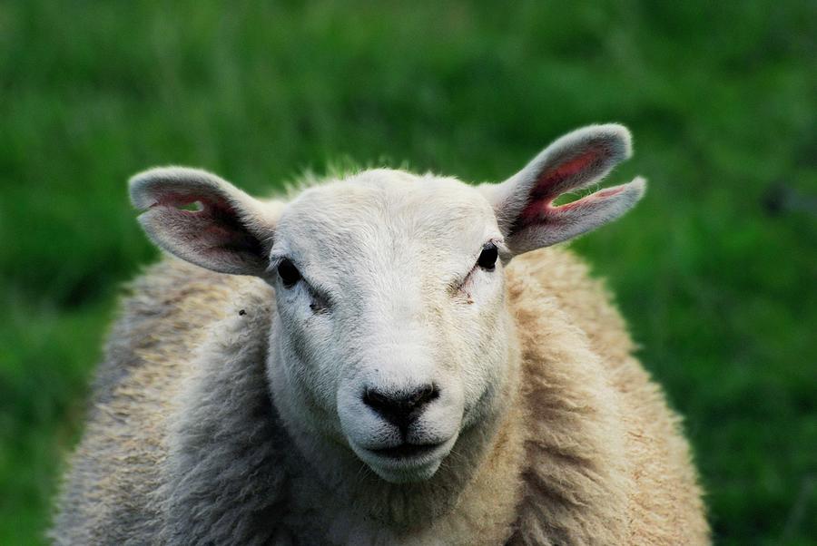 Texel Lamb With Ear Damage Photograph by Ian Gowland/science Photo ...