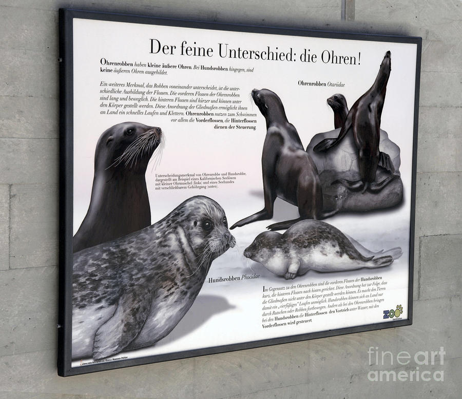 Text Example - difference between eared seals and true seals  - zoo interpretive panel Painting by Urft Valley Art