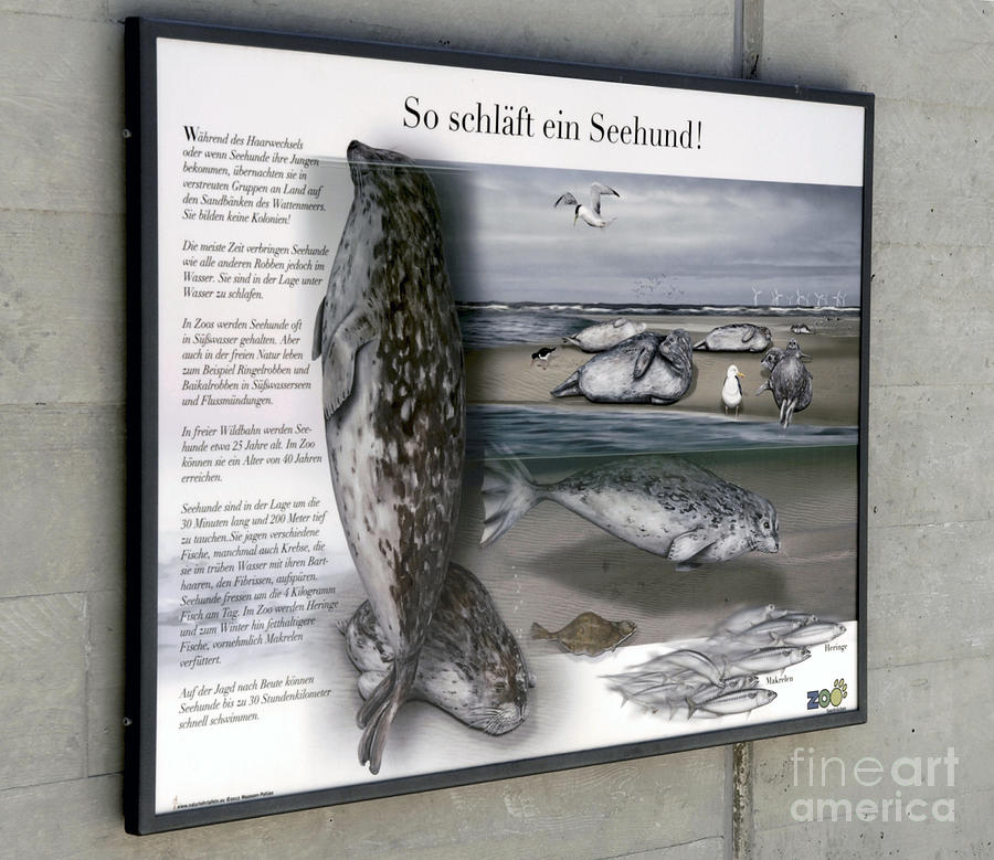 Example for Licensing - Zoo Interpretation Panels - Habitate of Common Seals Painting by Urft Valley Art