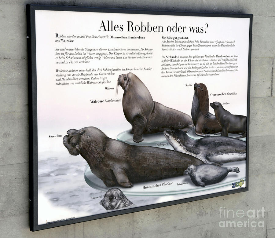 Text Example - Seals - Zoo Interpretive Panel Painting