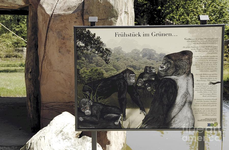 Example for Licensing - Zoo Interpretation Panels - Western Lowland Gorilla  Painting by Urft Valley Art