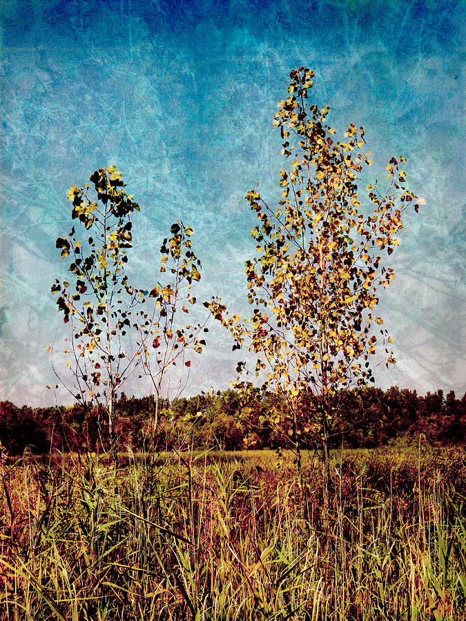 Textural Trees Photograph by Shawna Rowe