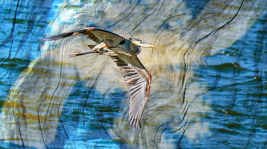 Texture and Blue Heron Photograph by Michael Whitaker