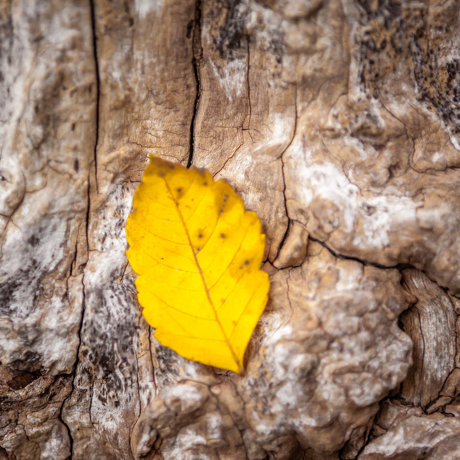 Texture and Yellow Photograph by Melinda Ledsome