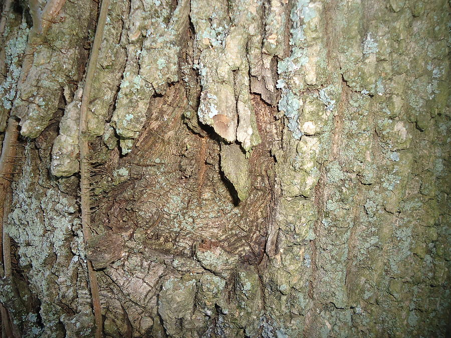 Texture - Bark Circle Photograph by Paula Talbert - Fine Art America