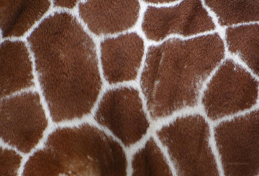 Texture Giraffe Photograph by Dark Whimsy
