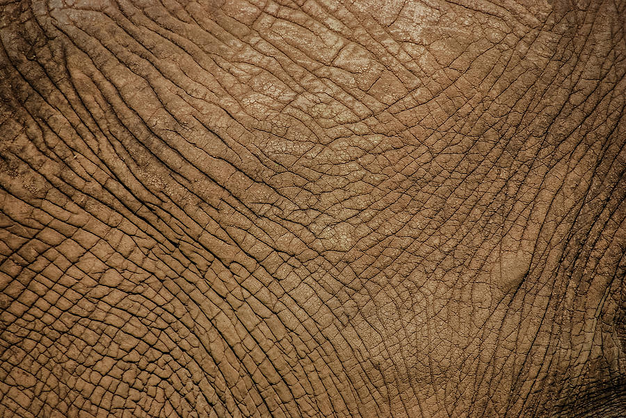 Texture Of Elephant Skin. African Photograph by Volanthevist