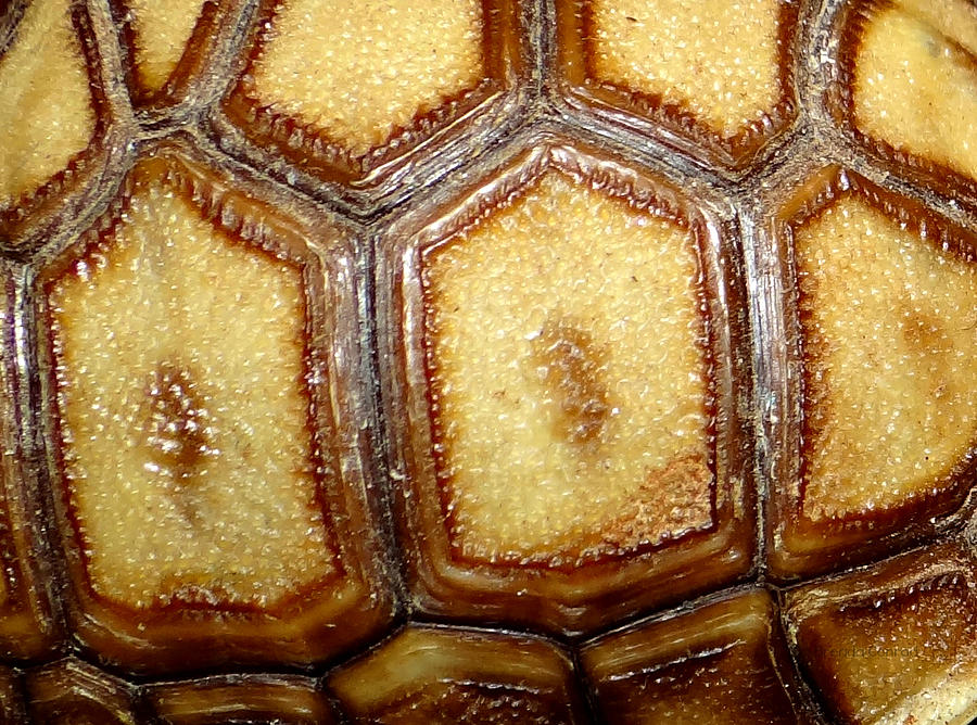 Pattern Photograph - Texture Tortoise Shell by Dark Whimsy
