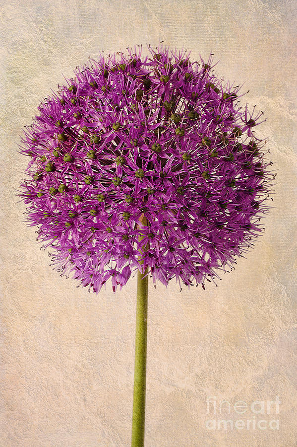Nature Photograph - Textured Allium by John Edwards