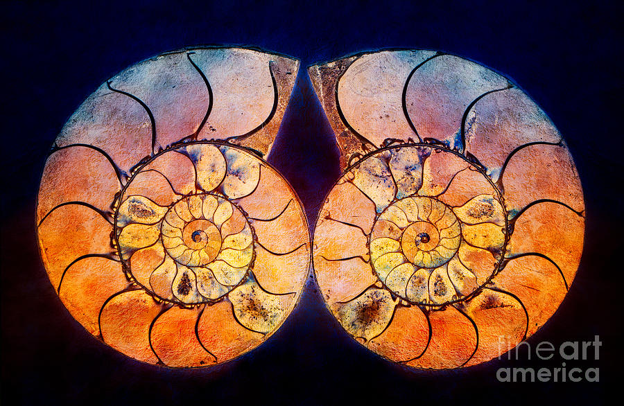 Textured And Painted Ammonite Fossils Photograph by Mimi Ditchie