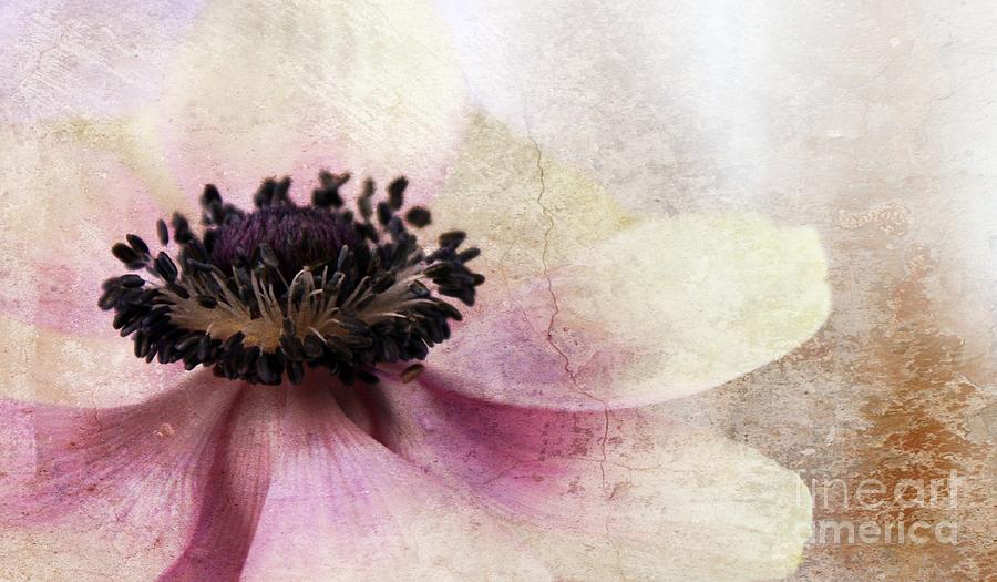 Textured Anemone Photograph by Clare Bevan