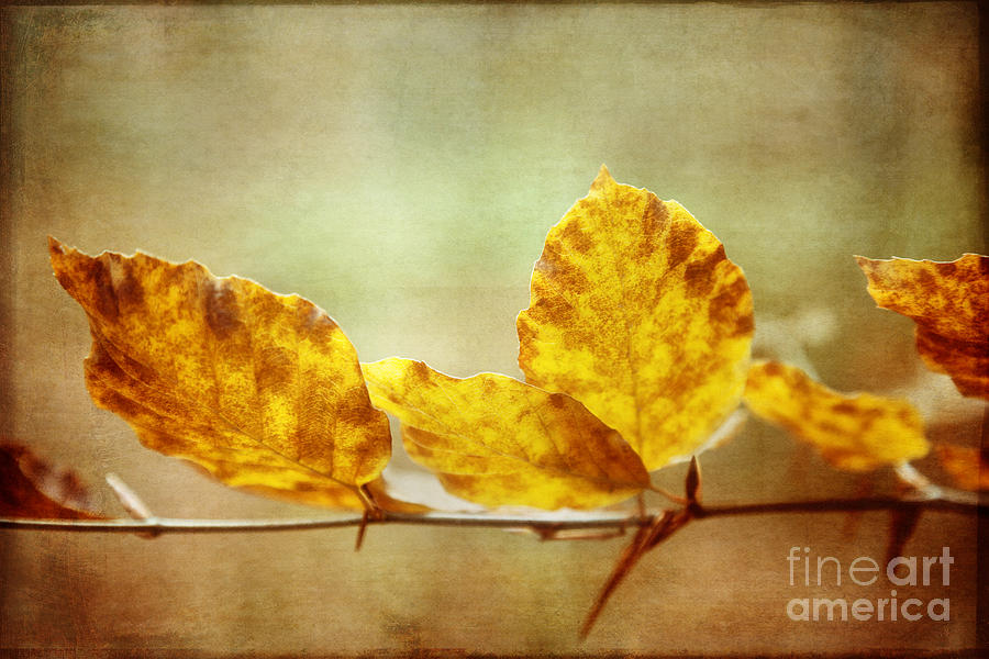 Tree Photograph - Textured Autumn Leaves Photographic Art by Natalie Kinnear