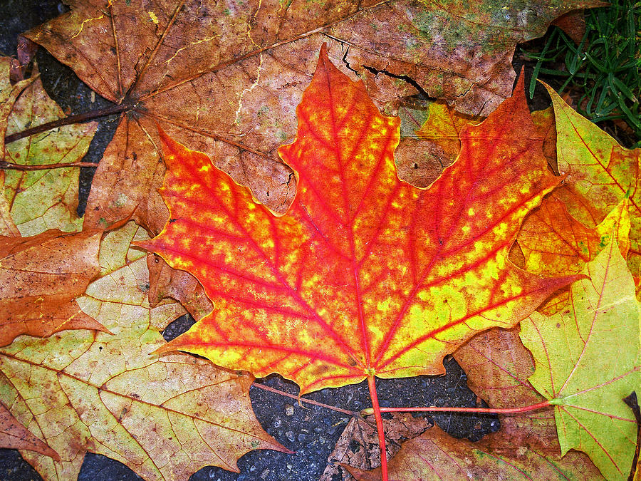 Textured Autumn Maple Photograph by Tikvahs Hope