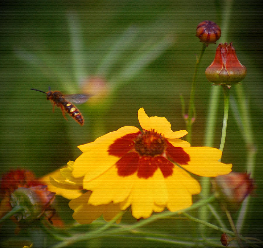 Textured Bee Photograph by Leticia Latocki