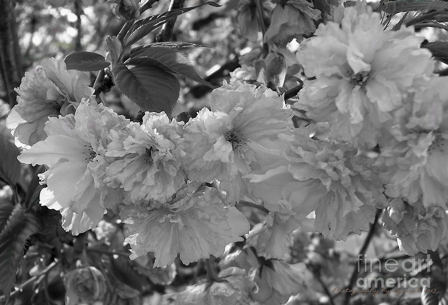 Textured Black And White Cherry Blossoms Photograph