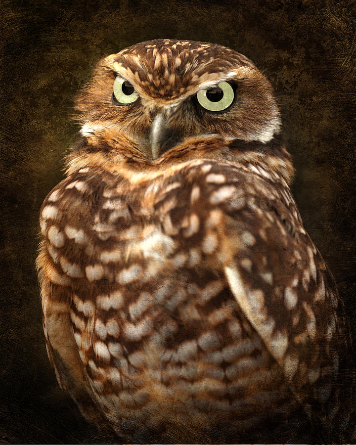 Textured Burrowing Owl Photograph