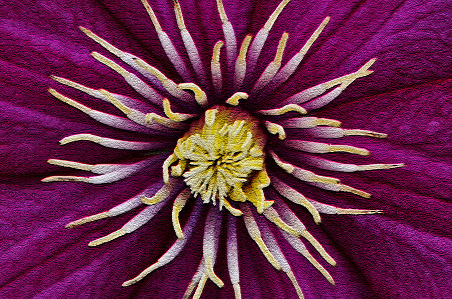 Textured Clematis Photograph by Susan McMenamin