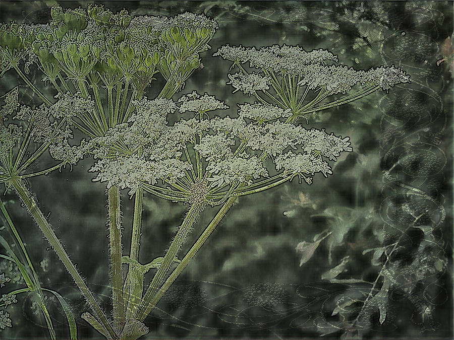 Textured Cow Parsnip Photograph by Sandra Foster