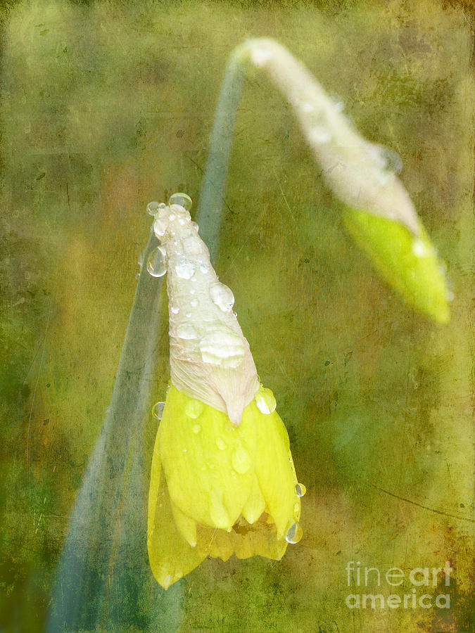 Textured Daffodil Photograph by Lynn Bolt