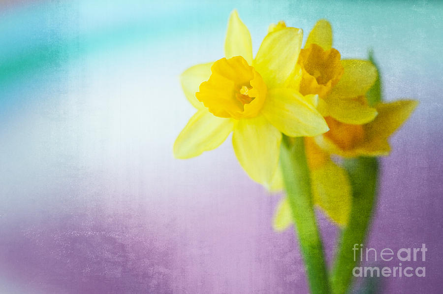 Textured Daffodil Photograph by Wendy Elliott