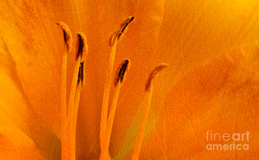 Textured Daylily 2 Photograph by Dave Bosse