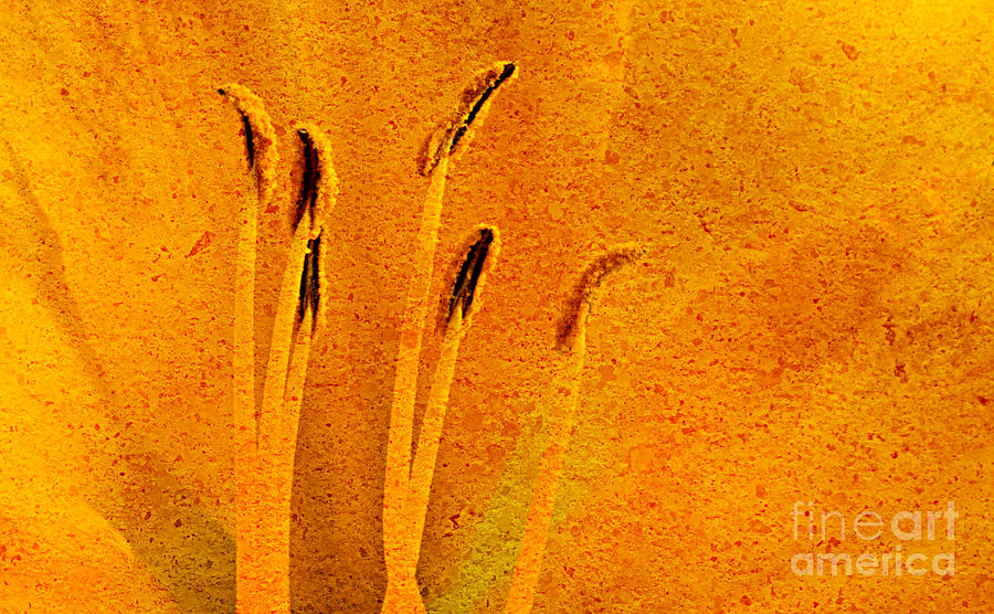 Textured Daylily  Photograph by Dave Bosse