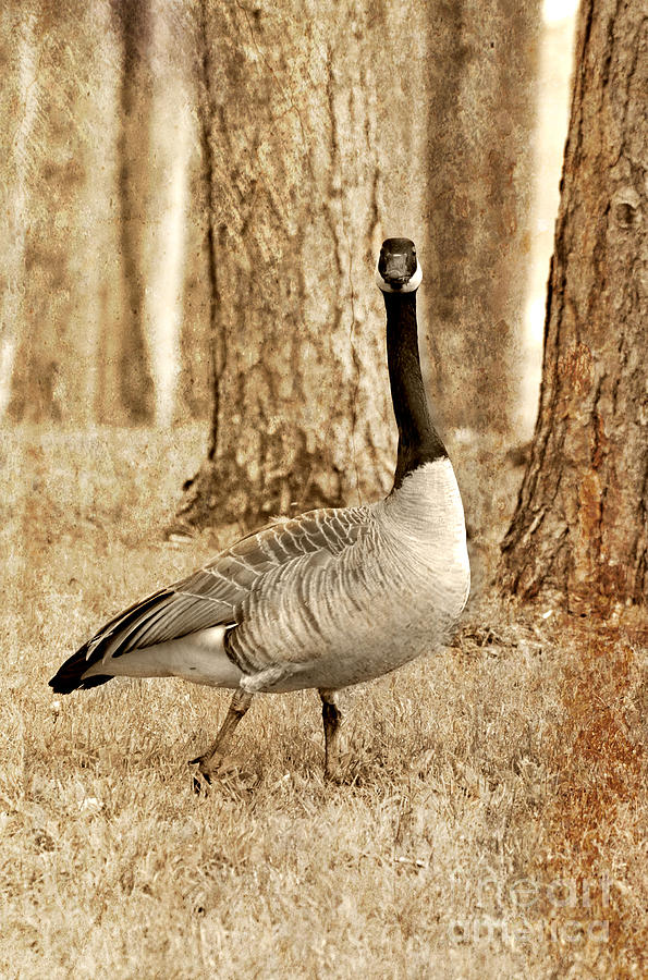 Textured Goose Photograph by Lila Fisher-Wenzel