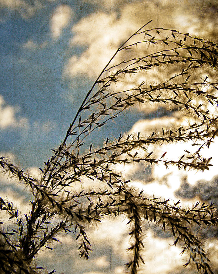Summer Photograph - Textured Grain by Emily Kelley