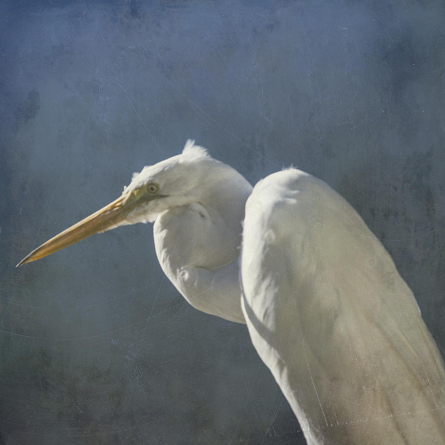 Textured Great Egret Photograph by Steve Gravano