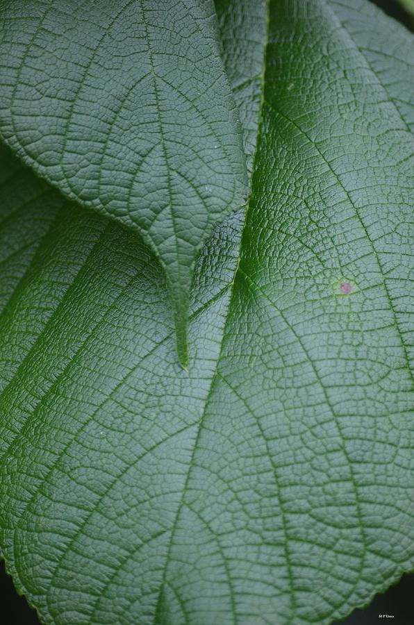 Nature Photograph - Textured Green by Maria Urso