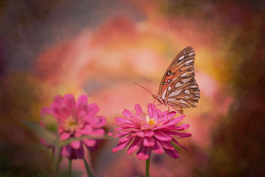 Textured Gulf Fritillary Photograph by Joel Olives