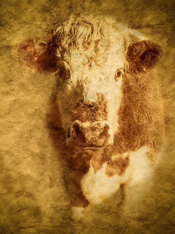 Textured Hereford Cow Photograph by Mark Llewellyn