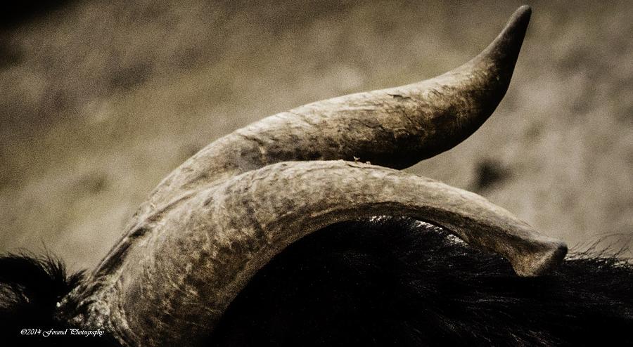 Textured Horns  Photograph by Debra Forand