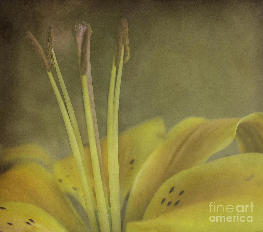 Flower Photograph - Textured Lily by Arlene Carmel