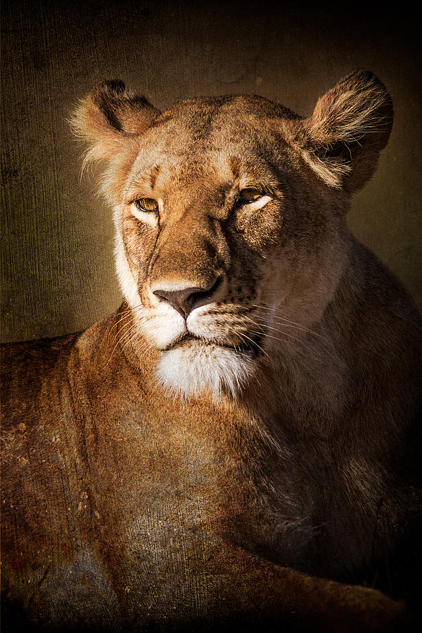 Abstract Photograph - Textured Lioness Portrait by Mike Gaudaur