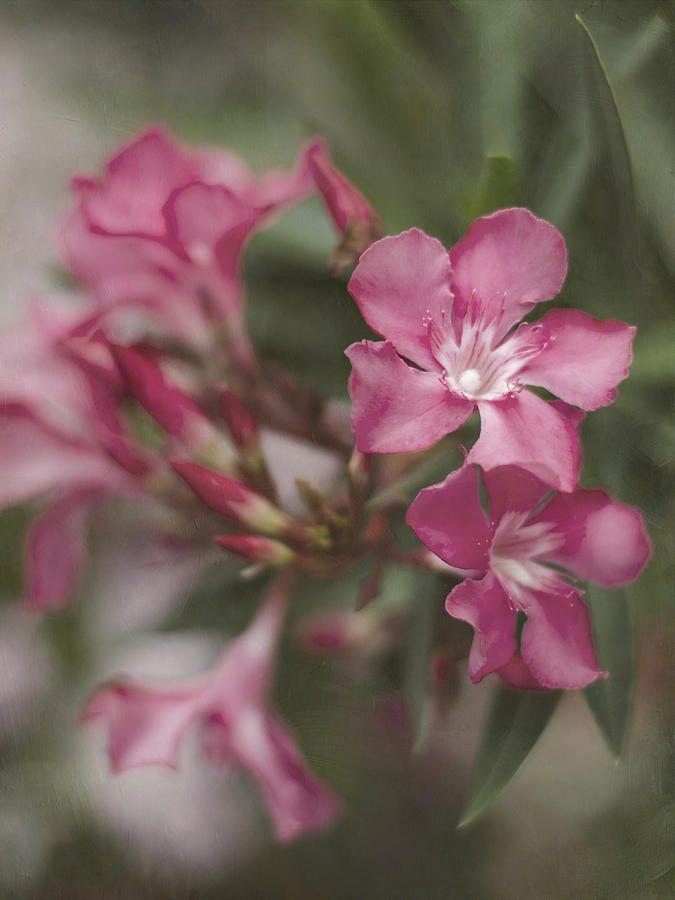 Textured Oleander Photograph by Heather Applegate