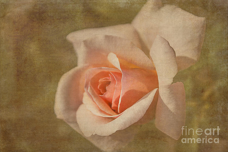 Textured Peach Rose Photograph by Arlene Carmel