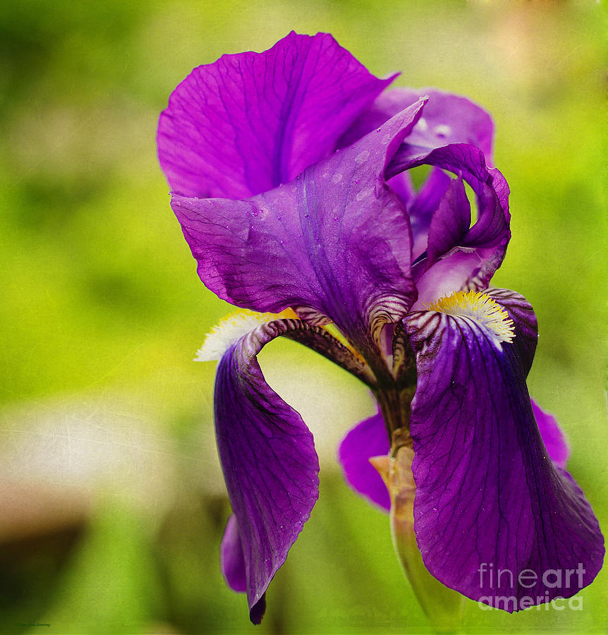 Textured Portrait of a Purple Iris Photograph by Mary Jane Armstrong