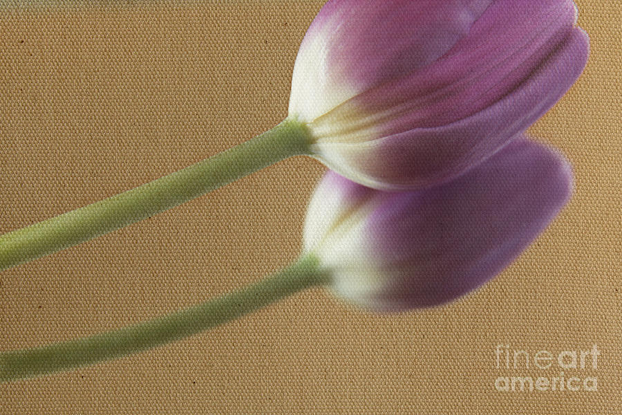 Textured PurpleTulip by Eden Baed Textured PurpleTulip by Eden Baed