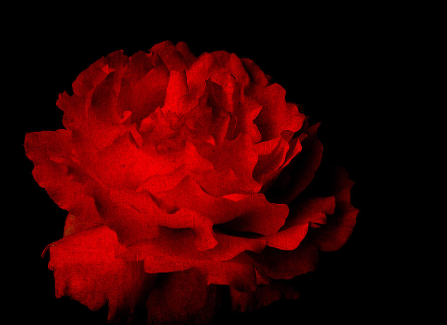 Textured Red Rose Isolated On Black Photograph by Kim M Smith