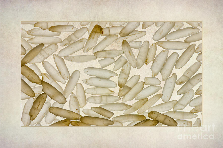 Abstract Photograph - Textured Rice Grains by John Edwards