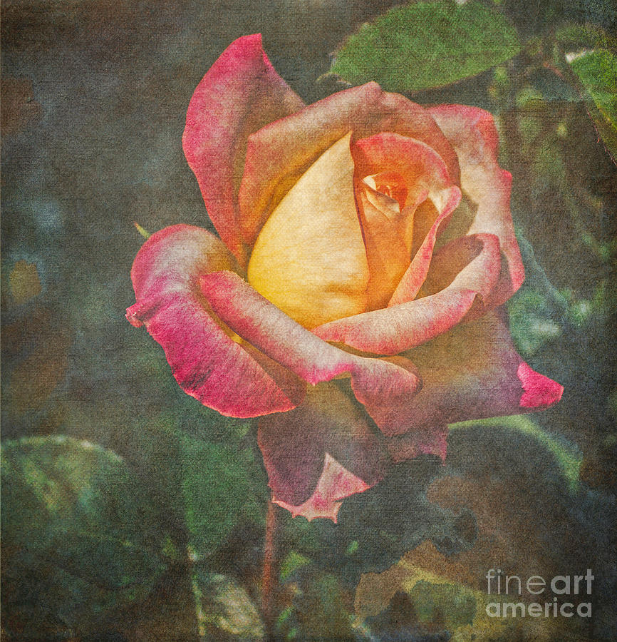Textured Rose Photograph by Arlene Carmel