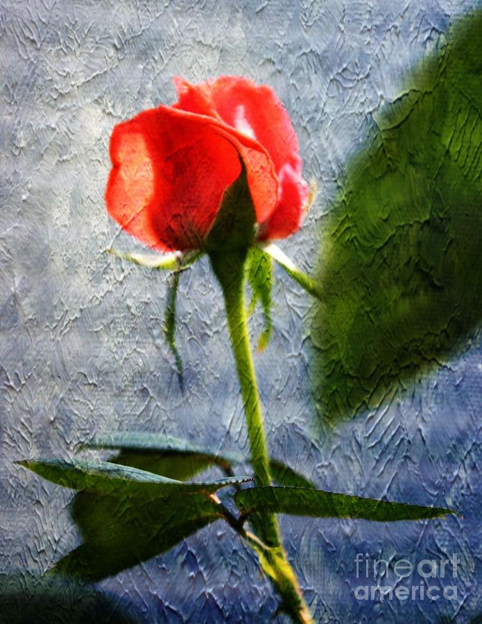 Textured Rose Photograph by Judy Palkimas