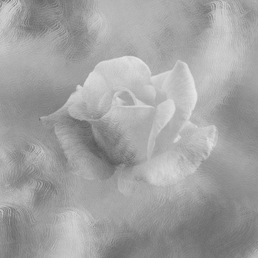 Textured Rose Photograph by Lynn Bolt