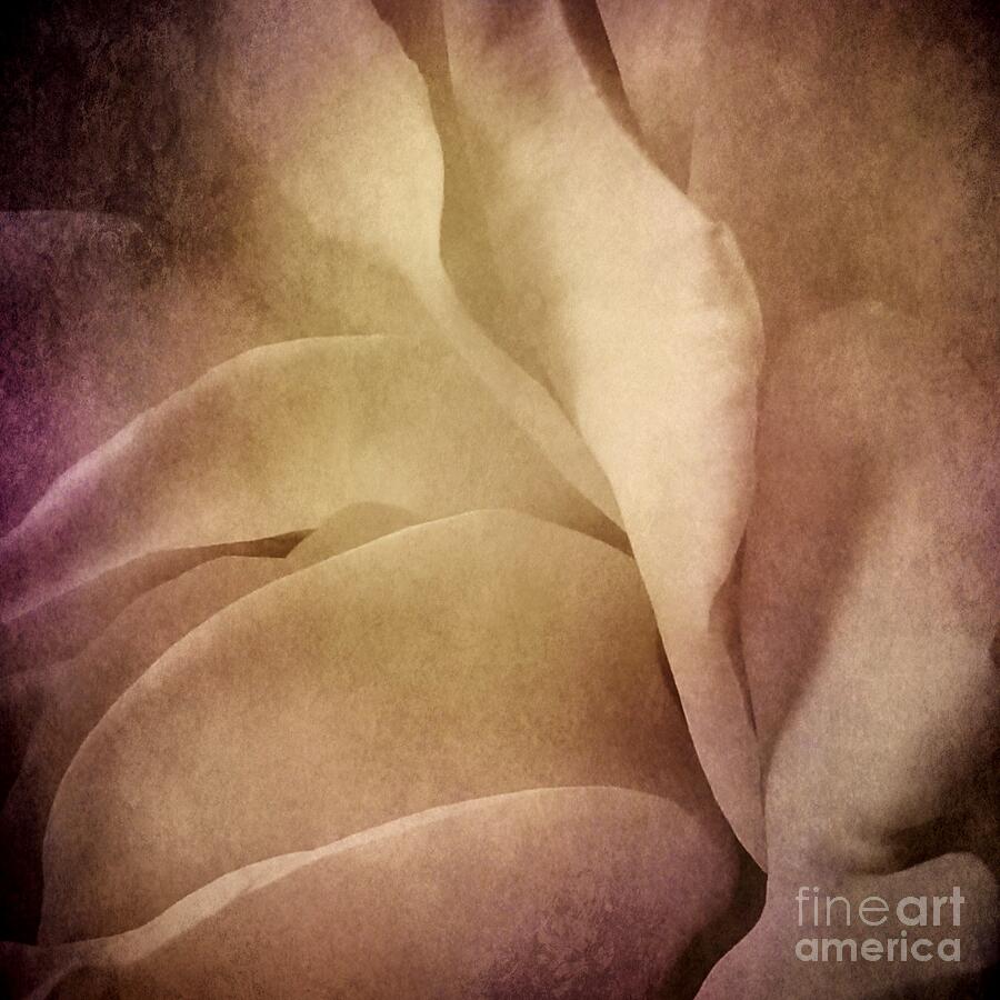 Spring Photograph - Textured Rose Petals in Lilac by Patricia Strand